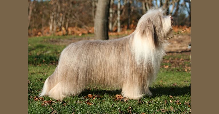 Mulle, a Bearded Collie tested with EmbarkVet.com