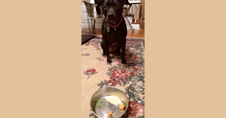 Marshall, an American Pit Bull Terrier and Labrador Retriever mix tested with EmbarkVet.com
