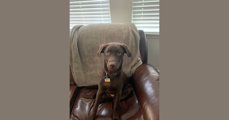 Eddie, a Labrador Retriever and Australian Shepherd mix tested with EmbarkVet.com