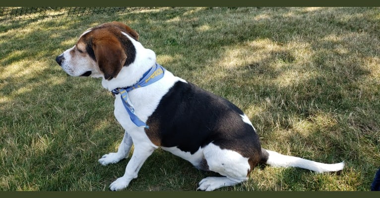 Photo of Colton, a Treeing Walker Coonhound  in Ohio, USA