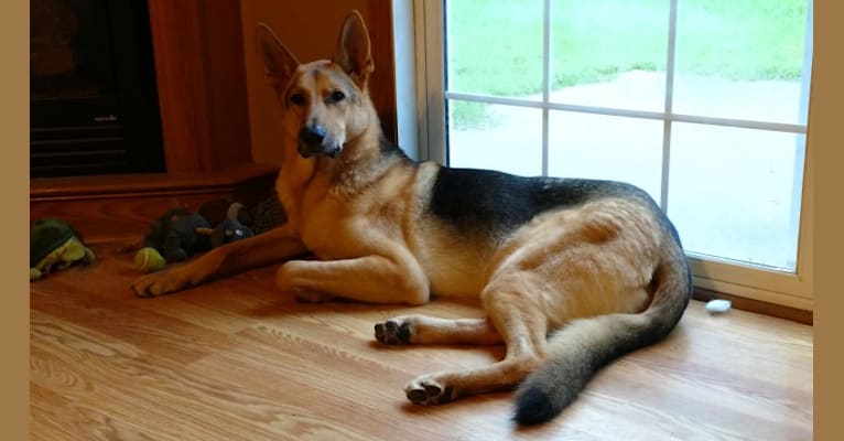 Bigby, a German Shepherd Dog tested with EmbarkVet.com