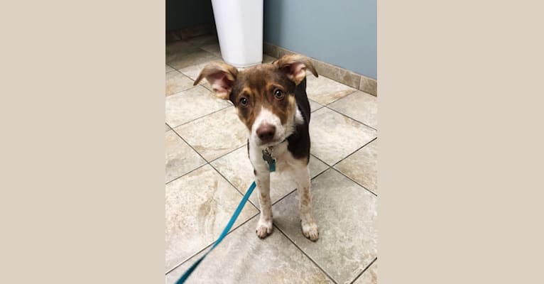Nova, a Rat Terrier and German Shepherd Dog mix tested with EmbarkVet.com