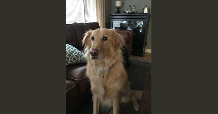 Embark Dog Dna Test Breed