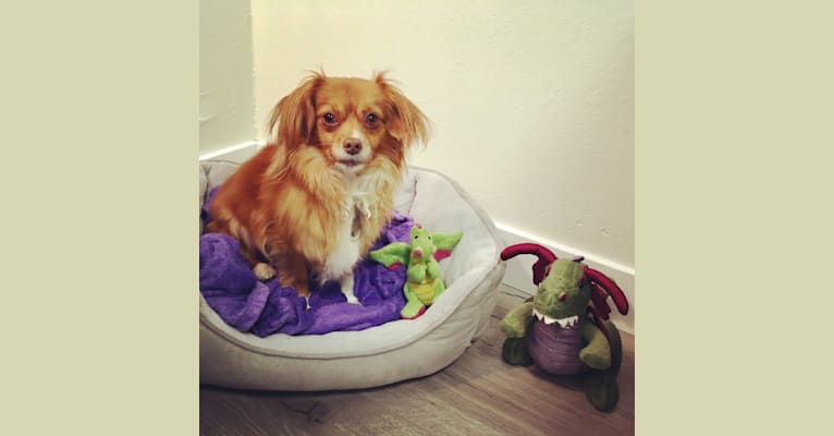 Photo of Dragon, a Chihuahua, Pekingese, Poodle (Small), and Mixed mix in Oakland, California, USA
