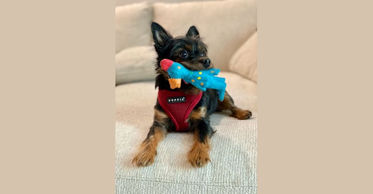 Photo of Pascal, a Yorkshire Terrier, Chihuahua, Pug, and Mixed mix in Wheaton, Illinois, USA
