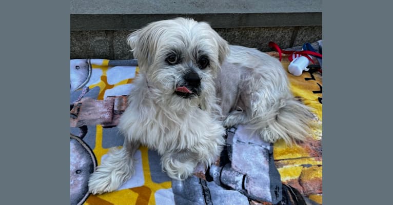 Nemo, a Lhasa Apso tested with EmbarkVet.com