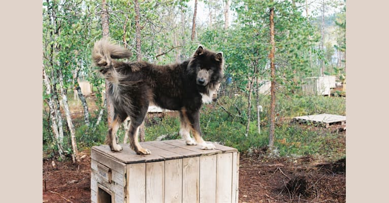 Aluk, a Central Asian Village Dog tested with EmbarkVet.com