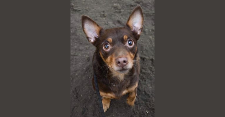 Kaylee-  Georgia Girl, a Chihuahua and Rottweiler mix tested with EmbarkVet.com