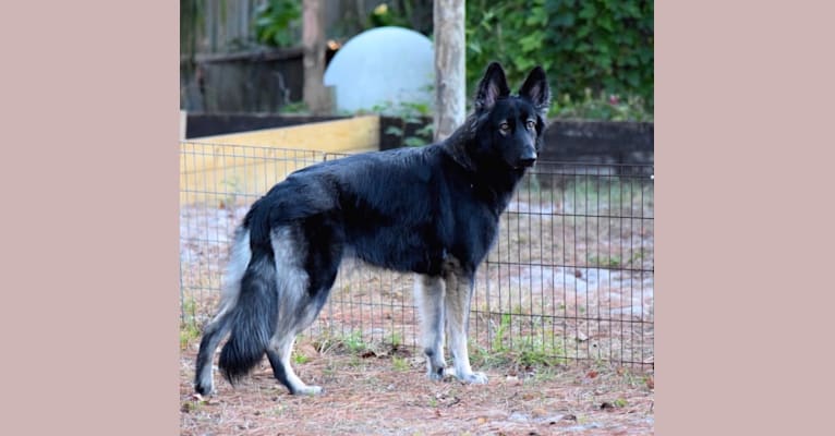 Kona, a Shiloh Shepherd tested with EmbarkVet.com