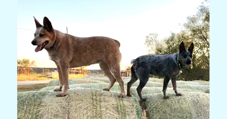 Mylee Sage, an Australian Cattle Dog tested with EmbarkVet.com