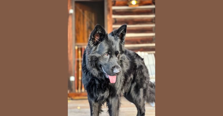 Valor Vom Hof Grebe, a German Shepherd Dog tested with EmbarkVet.com