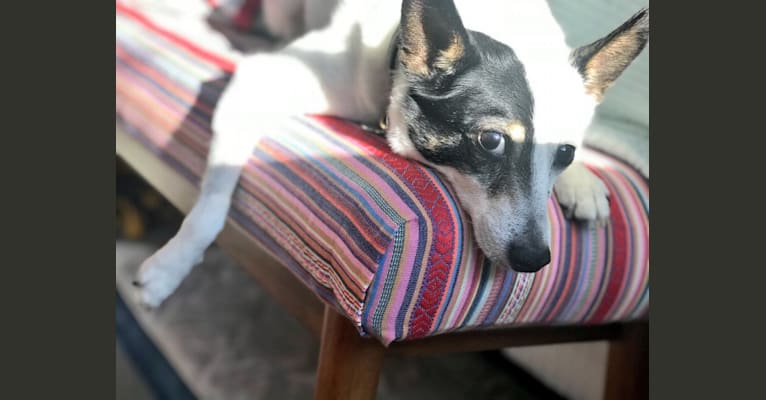 maxwell rat terriers