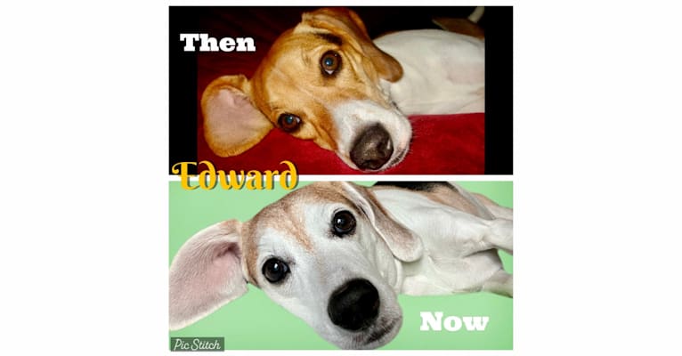 Photo of Edward, a Beagle and Russell-type Terrier mix in West Liberty, Kentucky, USA