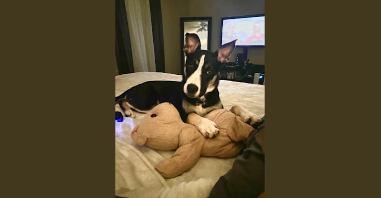 Luna Wallis, a Siberian Husky and American Pit Bull Terrier mix tested with EmbarkVet.com