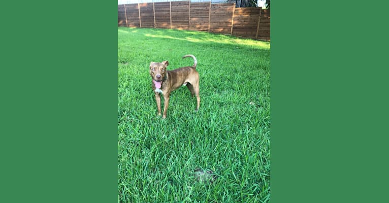 Photo of Chance, an American Pit Bull Terrier mix in Paris, TX, USA