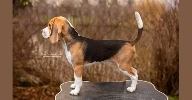 Winston, a Beagle tested with EmbarkVet.com