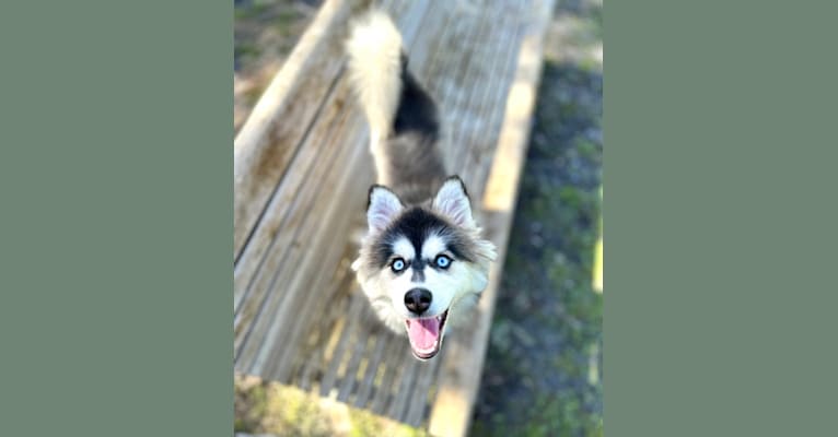 Brady, a Pomsky tested with EmbarkVet.com