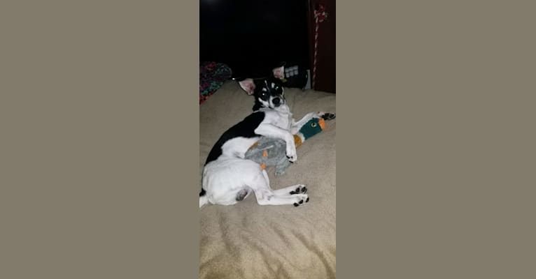 Photo of Bubba Looo, a Chihuahua, Pomeranian, Shih Tzu, and Lhasa Apso mix in Cincinnati, Ohio, USA