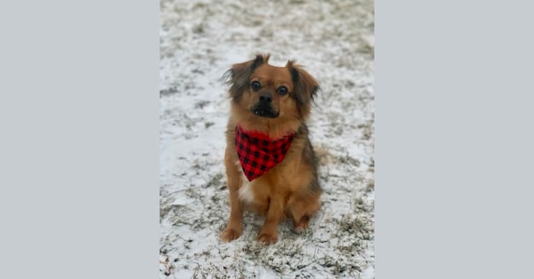 Jax, a Pekingese and Papillon mix tested with EmbarkVet.com