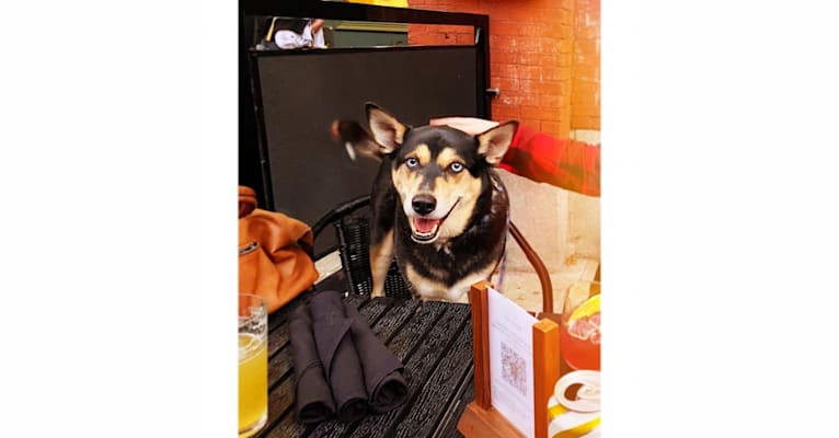 Milo, a Siberian Husky and Rat Terrier mix tested with EmbarkVet.com
