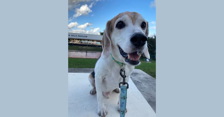 Edward, a Beagle and Russell-type Terrier mix tested with EmbarkVet.com