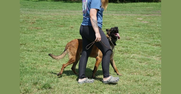 Zeus, a Belgian Malinois and German Shepherd Dog mix tested with EmbarkVet.com