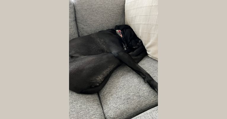 Remi, a Newfoundland and American Pit Bull Terrier mix tested with EmbarkVet.com