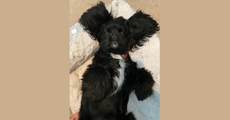 Photo of Pepper, a Cavalier King Charles Spaniel and Cocker Spaniel mix in Mount Vernon, GA, USA