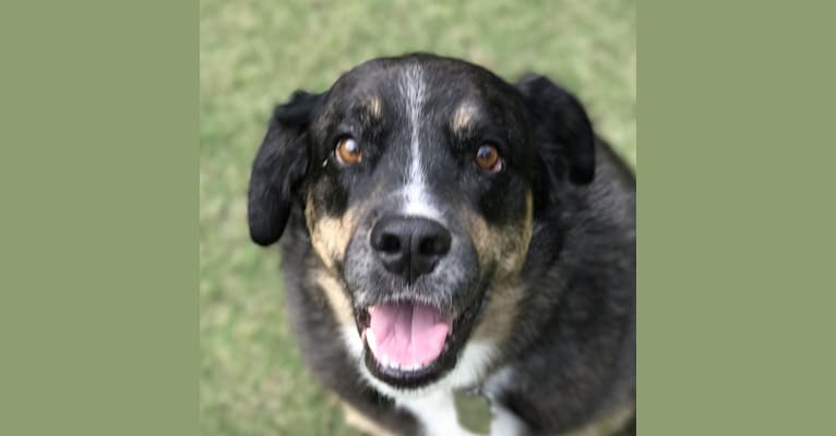Rufas, a Rottweiler and Australian Shepherd mix tested with EmbarkVet.com