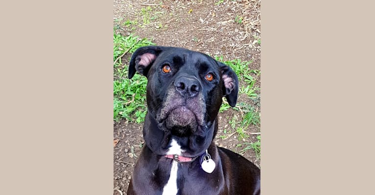 Lilly, a Cane Corso and American Bully mix tested with EmbarkVet.com