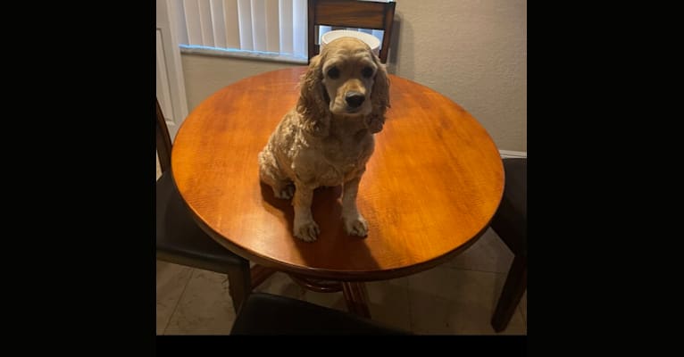 Bella, a Cocker Spaniel tested with EmbarkVet.com