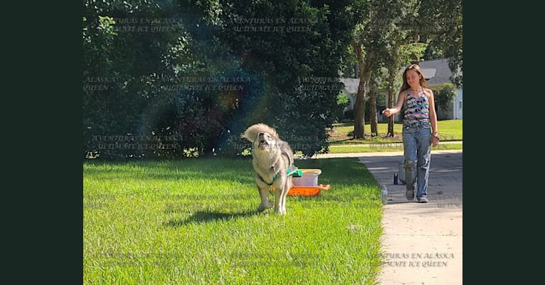 Zia, an Alaskan Malamute tested with EmbarkVet.com