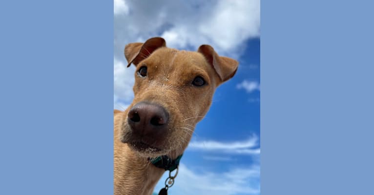 Photo of Riley, an American Pit Bull Terrier, Chihuahua, and Mixed mix in Hawaii, USA