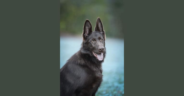 BrünnHilde, a German Shepherd Dog tested with EmbarkVet.com