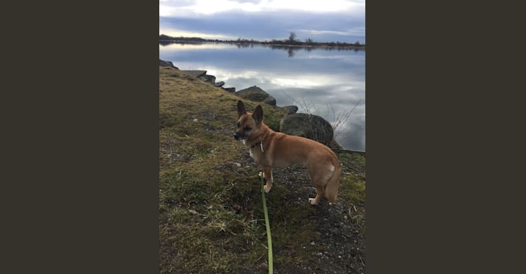 Daisy, a Rottweiler and American Eskimo Dog mix tested with EmbarkVet.com