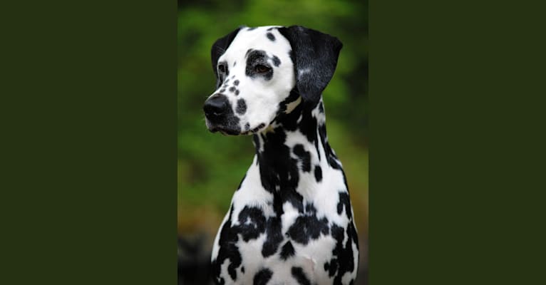 Leilani, a Dalmatian tested with EmbarkVet.com