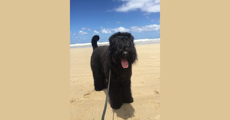 Vlad (Yarrawon Theodore), a Black Russian Terrier tested with EmbarkVet.com