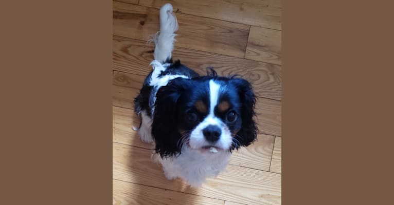 Iver McDerMutt, a Cavalier King Charles Spaniel tested with EmbarkVet.com