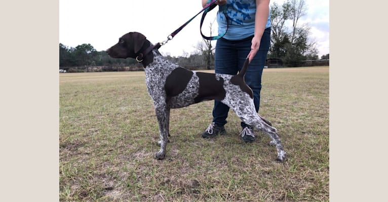 Photo of Cadence, a German Shorthaired Pointer  in Lakeland, FL, USA