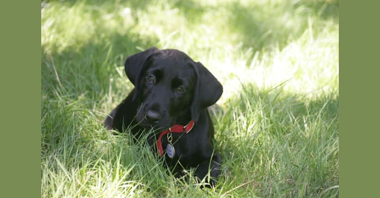 Camas, a Labrador Retriever and American Pit Bull Terrier mix tested with EmbarkVet.com