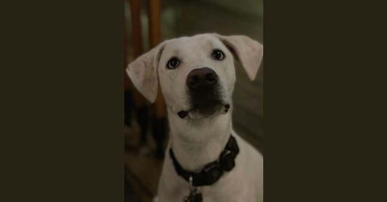 Billie Boy, an American Pit Bull Terrier and Labrador Retriever mix tested with EmbarkVet.com