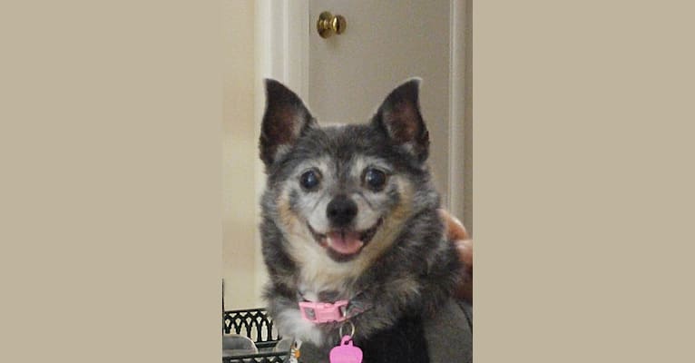 Maya, a Pomeranian and Chihuahua mix tested with EmbarkVet.com