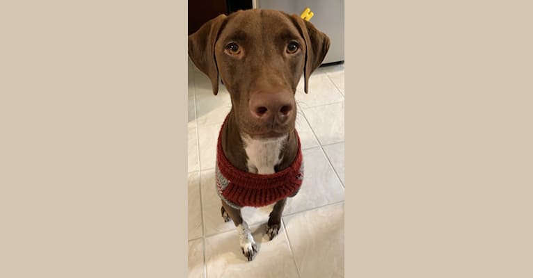 Pippin, a German Shorthaired Pointer and Labrador Retriever mix tested with EmbarkVet.com