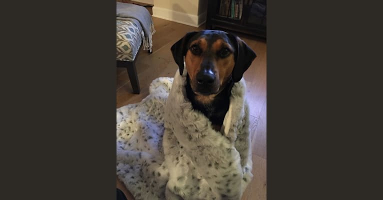 Photo of Bugsy, an Australian Cattle Dog and Black and Tan Coonhound mix in Philadelphia, Pennsylvania, USA