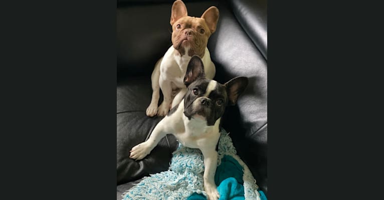 Winston, a French Bulldog tested with EmbarkVet.com