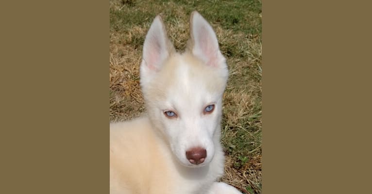Tartufo, a Siberian Husky tested with EmbarkVet.com