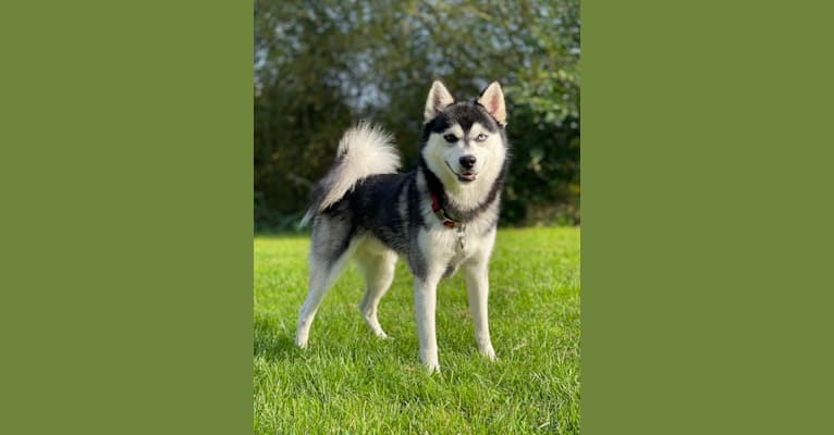 Obito, a Siberian Husky and Pomeranian mix tested with EmbarkVet.com