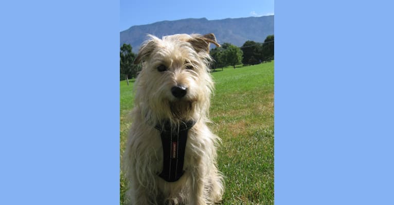 Mickey, a Miniature Schnauzer and Boston Terrier mix tested with EmbarkVet.com