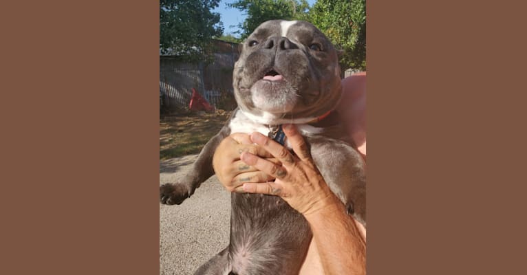 Lucas, an American Bully tested with EmbarkVet.com