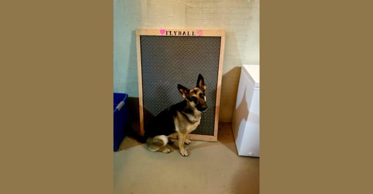 Ava Lynch, a German Shepherd Dog tested with EmbarkVet.com